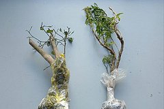 На россиянина завели дело из-за привезенного из Азии лимона