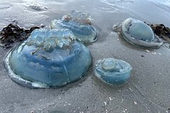 Полчища медуз в Египте ужалили российских туристов