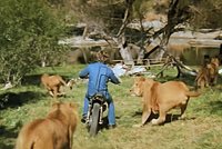 Леопард напал на 13-летнюю девочку