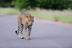 Леопард напал на 13-летнюю девочку