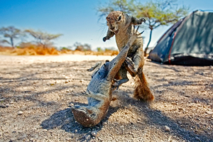 Леопард напал на 13-летнюю девочку
