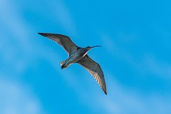 Мужчина надел огромный костюм кроншнепа и прошел так 85 километров по необычной причине