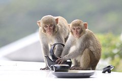 На россиянку в первый день отдыха во Вьетнаме напала обезьяна