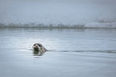 Новорожденный детеныш нерпы потерялся на льду Байкала и был спасен туристами