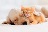 Пассажирке отказали в посадке на рейс из-за попугая для эмоциональной поддержки