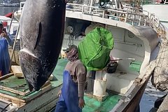 Рыбак поймал огромную рыбу стоимостью семь миллионов рублей