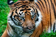 Старый тигр-людоед растерзал двух человек