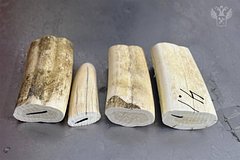 Туристка попыталась вывезти из России три килограмма бивней моржа в трусах и выдала себя