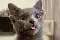 Видео с новорожденным кенгуренком показали в российском зоопарке