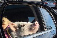 Видео с новорожденным кенгуренком показали в российском зоопарке