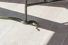 Ядовитые змеи искусали россиян на Бали