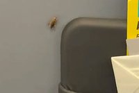 Пассажирка пронесла в самолет целую курицу гриль и нарвалась на гнев в сети