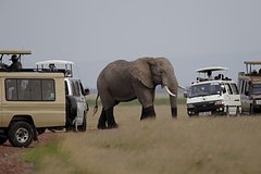 Россияне полюбили поездки к диким животным в Африку