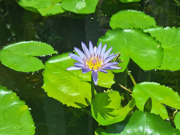 Россияне стали частыми посетителями Таиланда. Какой курорт выбрать для отдыха и зимовки?