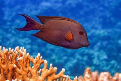 Рыба-хирург напала на россиянку в Египте