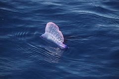 Самая опасная медуза в мире сожгла веки российскому туристу во Вьетнаме