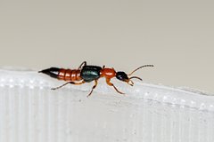 Туристы из Вьетнама и Индонезии пожаловались на вызывающих ожоги ядовитых жуков