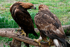 В калужском заповеднике в объектив фотоловушки попала семья волков