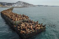 В калужском заповеднике в объектив фотоловушки попала семья волков