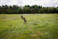 Женщина пострадала при ударе ВСУ по российскому региону