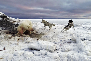 Медведь вышел на взлетную полосу аэропорта и вызвал массовые отмены рейсов