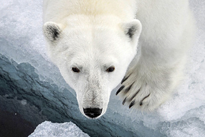 Медведь вышел на взлетную полосу аэропорта и вызвал массовые отмены рейсов