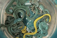 Мужчина смог провезти десятки ядовитых змей в багаже и выдал себя нервозностью