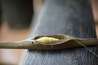 Потерянный гигантом две тысячи лет назад ботинок нашли в болоте