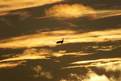 Россиян начали вывозить из ОАЭ