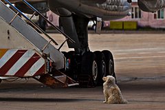 Собаки помешали приземлиться самолету в российском аэропорту