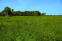 В Госдуме предложили Маску дальневосточный гектар