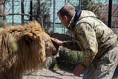 Директор сафари-парка &laquo;Тайган&raquo; раскрыл судьбу напавшего на него льва