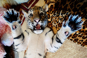 Группу из шести туристов унесло в водопад в США