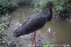 Краснокнижный черный аист прилетел в российский заповедник