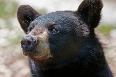 Медведь проник в дом и растерзал женщину