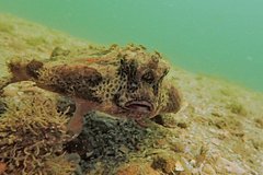 Мужчина случайно нашел на пляже шипастого &laquo;зеленого инопланетянина&raquo;