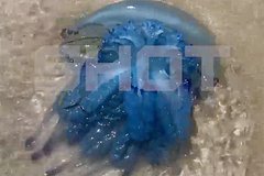 Россияне пожаловались на нашествие необычных медуз на пляжах популярной курортной страны