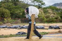 Супермуравьи захватили Европу и добрались еще до одной страны