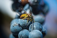 Туристка едва не лишилась уха после укуса паука на острове в Европе