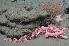 Барби-лобстеров и 40 других новых видов впервые обнаружили в глубоководном каньоне