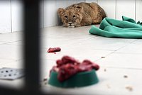 Турист вырезал имя на панцире краснокнижного животного в Египте