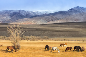 73-летняя женщина отправилась с группой туристов в горы и сорвалась вниз у них на глазах