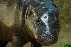 Бегемот напал на судно с 14 пассажирами и перевернул его