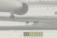 Безбилетный пассажир пробрался в отсек шасси самолета и не выжил во время полета