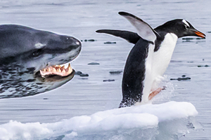 Крокодил приполз в деревню и напал на двух человек