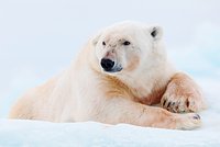 Нескольких крокодилов смогли спасти после пожара в российском дельфинарии