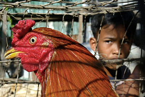 Олень насадил на рога идущего за пивом мужчину