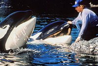 Олень насадил на рога идущего за пивом мужчину