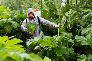 Россиян рассказали о способах защититься от опасностей в лесу