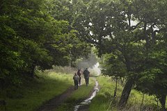 Россиян рассказали о способах защититься от опасностей в лесу